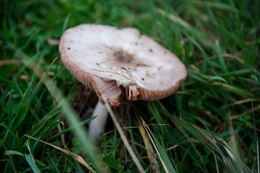 Biodiversiteit en natuurobservatie op de Josaphatsite champignon paddestoel